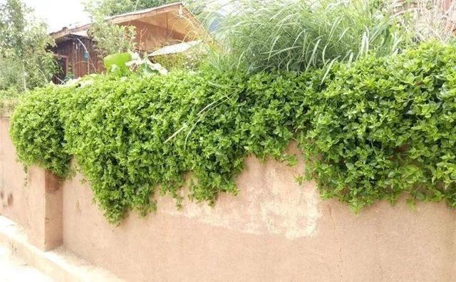 原来这些花开完后，把枝条剪下来插土里就能生根，一盆变多盆