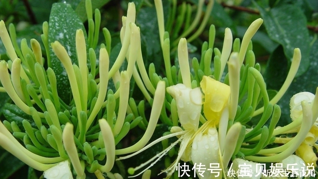 植物|金银花和山银花的区别,认识一下,根据需要,可以区分就好
