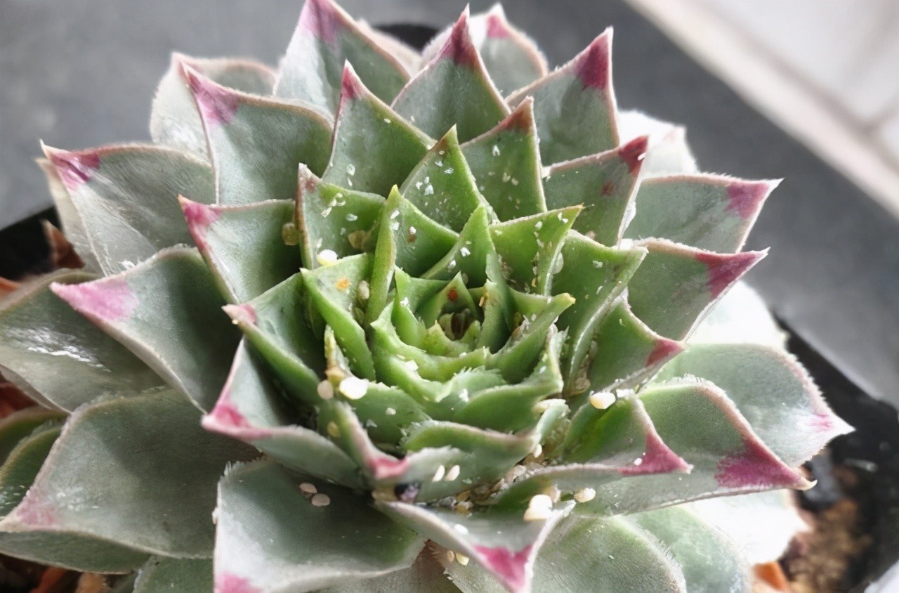 养花小技巧养多肉爱生蚧壳虫，几个方法都杀除干净