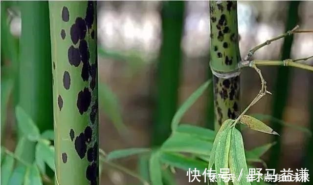 原来这6种竹子也可以把玩，盘后效果也是非常喜人的