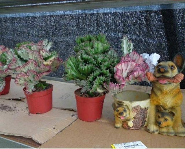 聪明人养这2种盆景，样子不招喜欢，寓意却极好，净化空气效果好