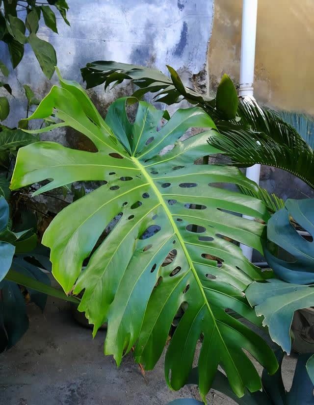 龟背竹寓意很好,养好龟背竹有技巧,你是怎么养护的呢?