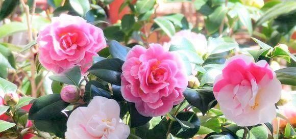 20年花农告你个秘密,浇花就用“啤酒+药片”,一星期就蹿上房顶