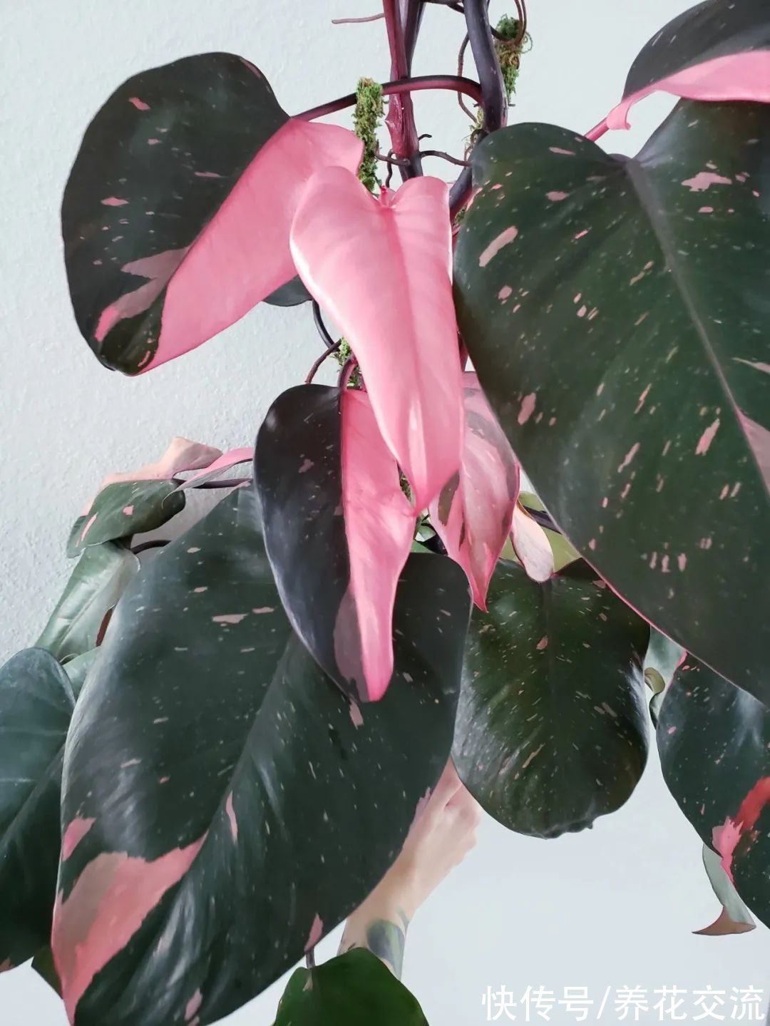 上百块一盆的粉公主蔓绿绒，比粉刚果蔓绿好太多，适合你养吗？