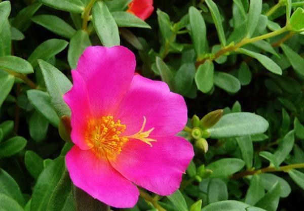 高温40度，6种花“尽情晒”，越晒越开花，密密匝匝一大盆，漂亮