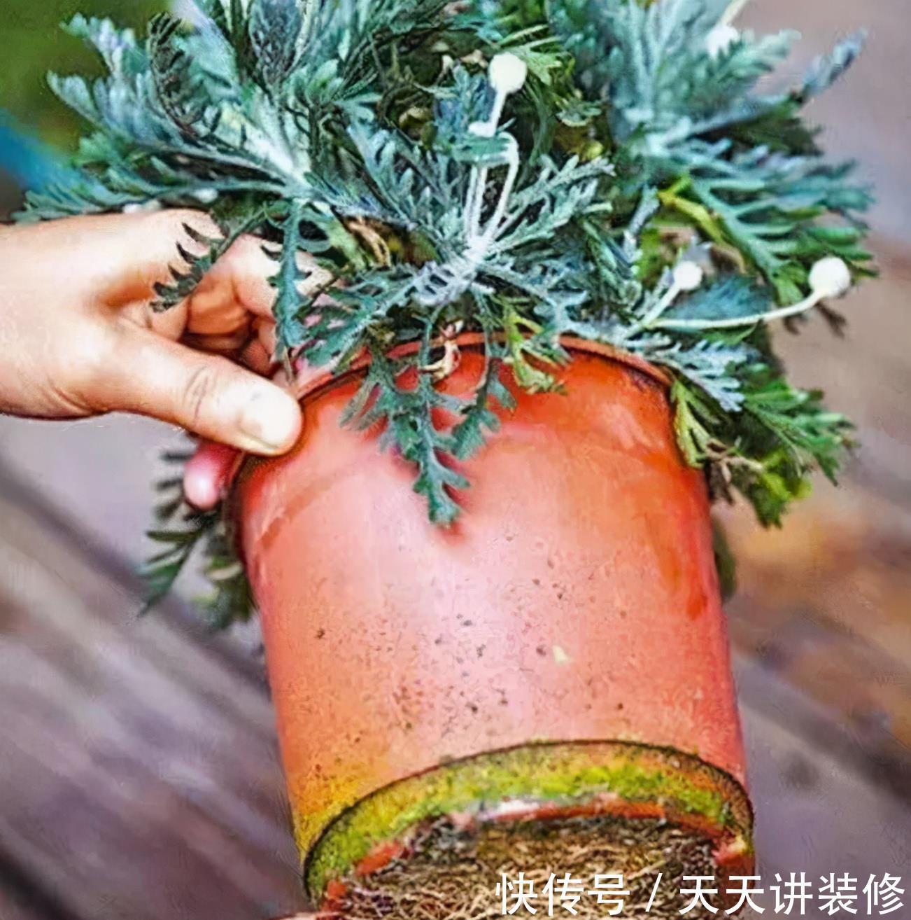 养花换盆,要“挑时机”,错过不再有,耽误一年开花季