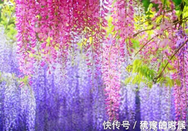 15种花有毒，家里有老人、小孩、孕妇或宠物的，要慎养