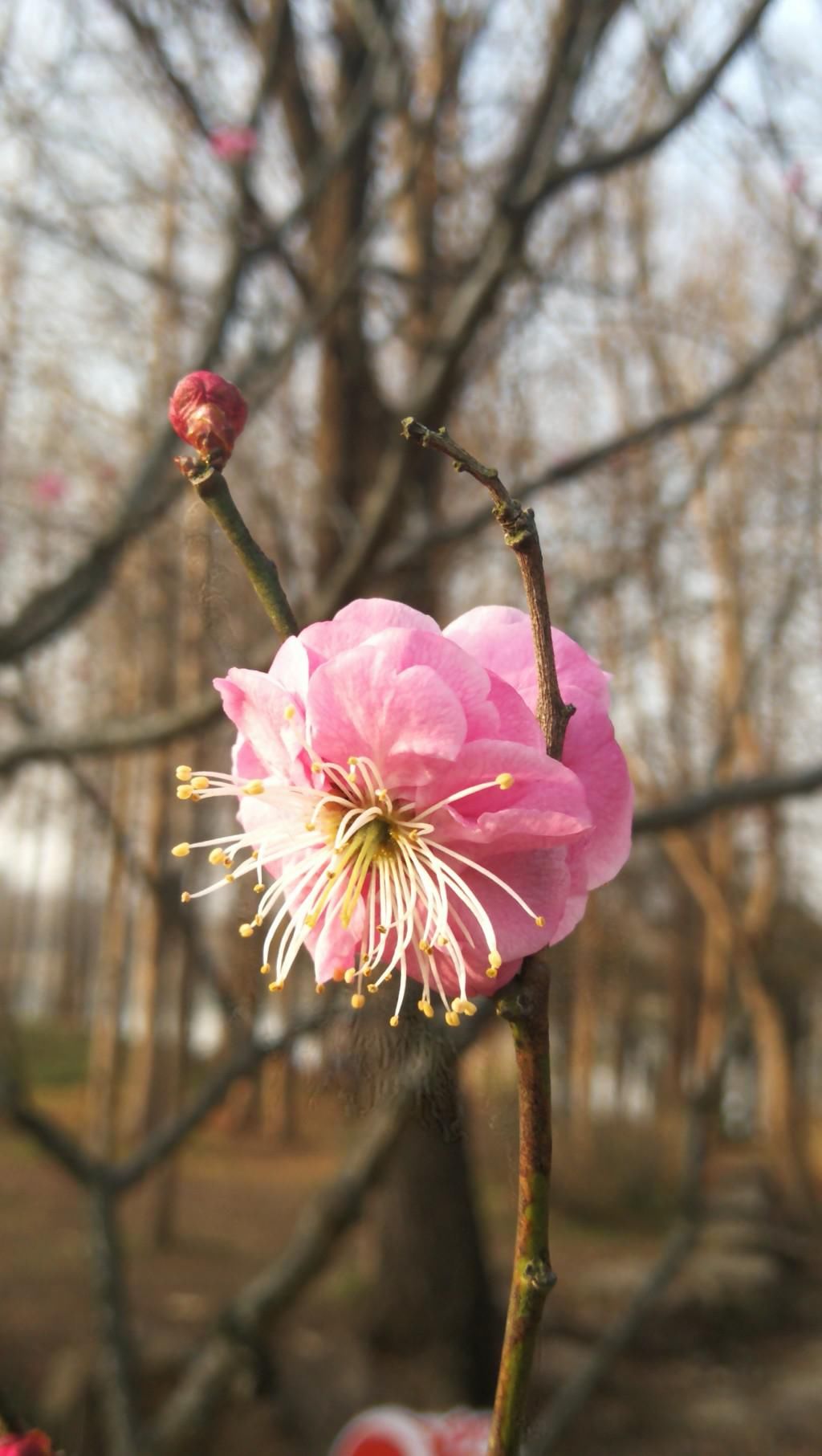 春色|“并蒂梅花”亮相梅花节？