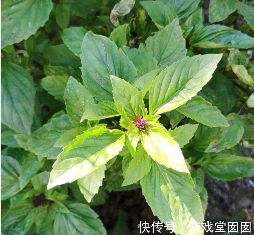 6种香草盆栽,掐个叶子就能吃,味道清香四溢!