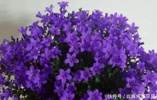 春天养花,不妨养这几种,花色艳丽怡人,如娇艳美人般翩翩起舞