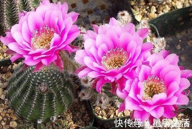 仙人球|家里养这5种花，怎么折腾也不死，养一盆爆一盆，懒人也合适