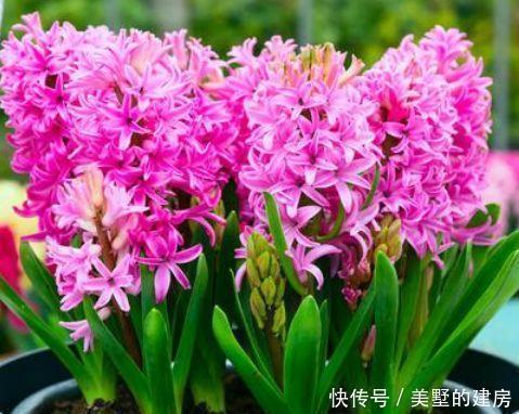 观赏价值|聪明人都养4种花,沾土就活,给点阳光就灿烂,开花不断