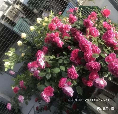 大花园|阳台太小不碍事,用这4招,分分钟变成人人羡慕的大花园!