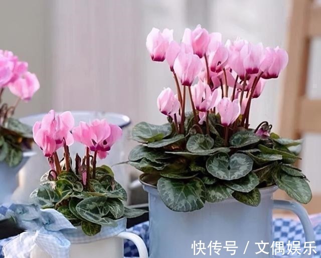 被称为“夏必死”的8种花,我却喜欢买一些,因为能“省”不少钱