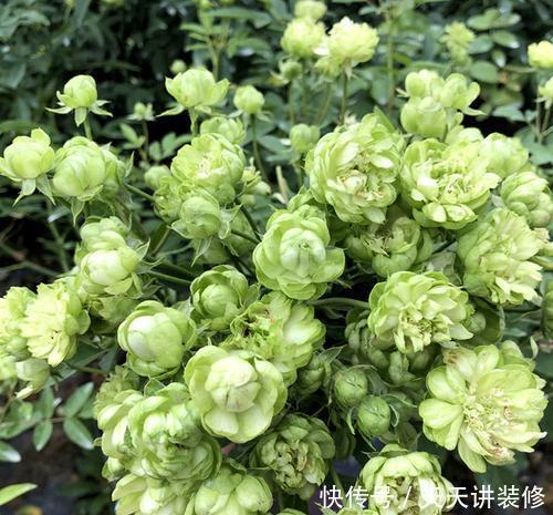 养护|4种冷门月季花，花多色艳，养的人却不多，全养的都是大神