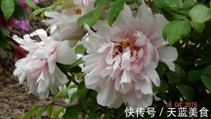 牡丹|喜欢菊花，就养盆“牡丹珍品”雪映桃花，花开富贵，国色天香，美