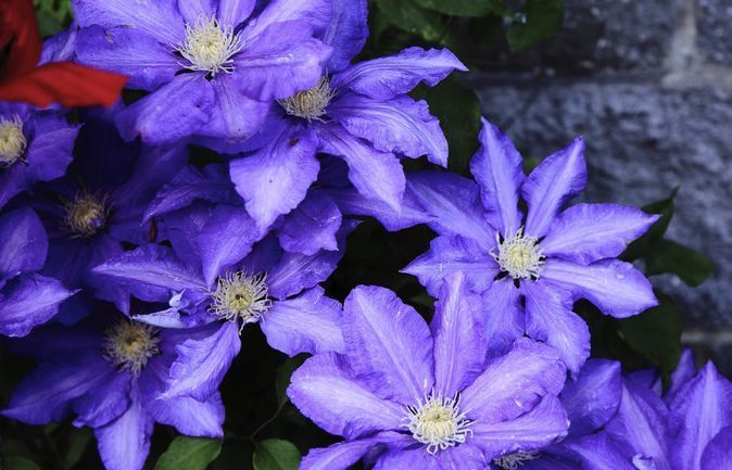 养这些月季,花开花色妖艳,花香四溢,开出的花又大又艳