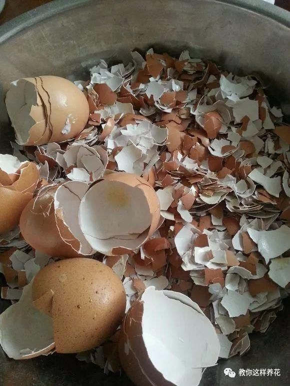 4种“壳”每家都有,丢盆里疏松透气,2年不用换盆,长得旺!