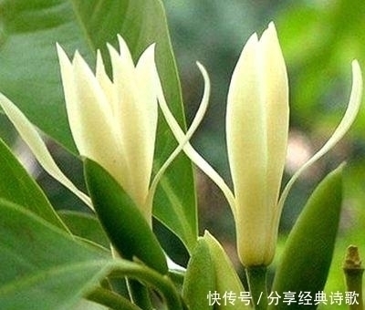 浇水|此花“再懒”的人也能养,10天不浇水照样能开花,比桂花还要香