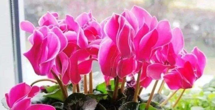 居家就养此几款花卉,养护简单,开花速度快,个个美的出奇