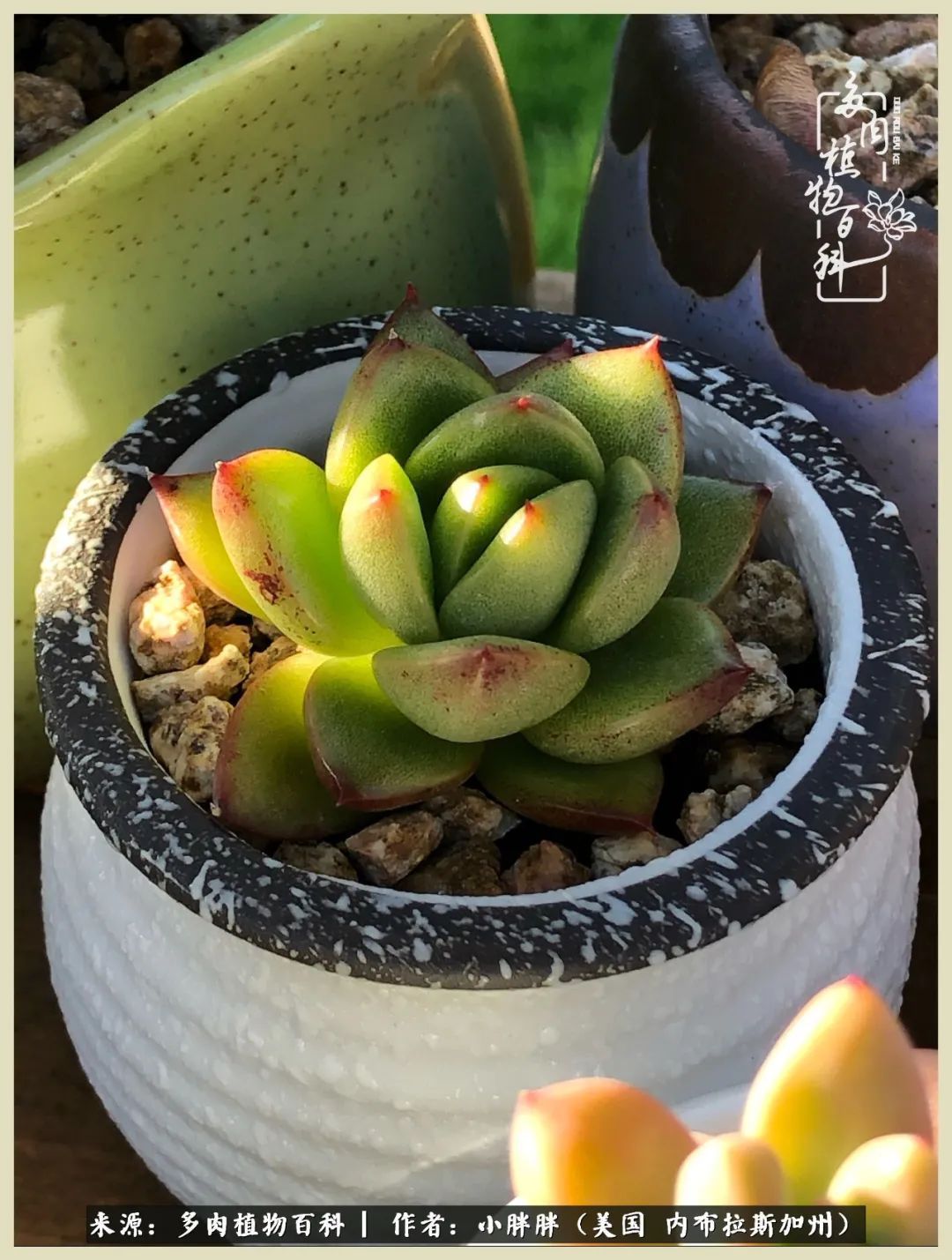 百科|这多肉对比图太上头了!小白鄙视链奋斗记之咸菜干也有春天!