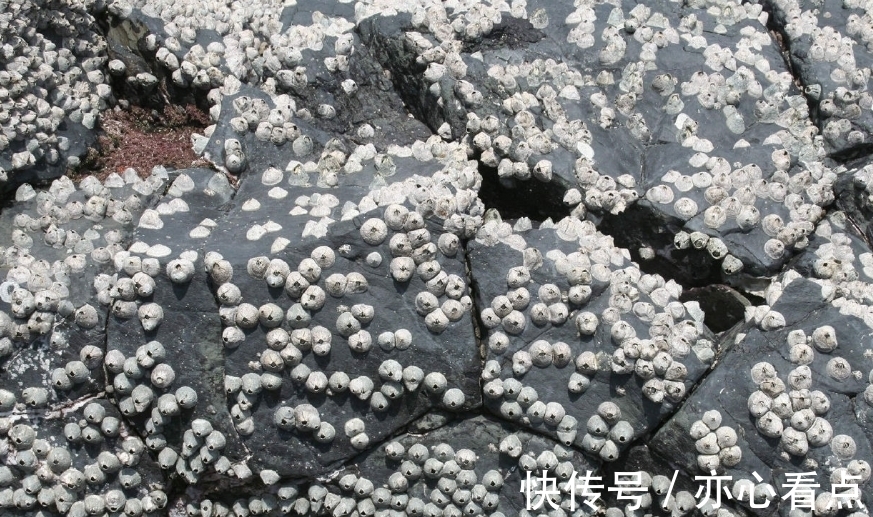 海利生物(603718)