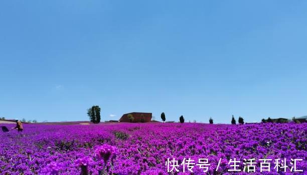 开花多肉植物图和花名