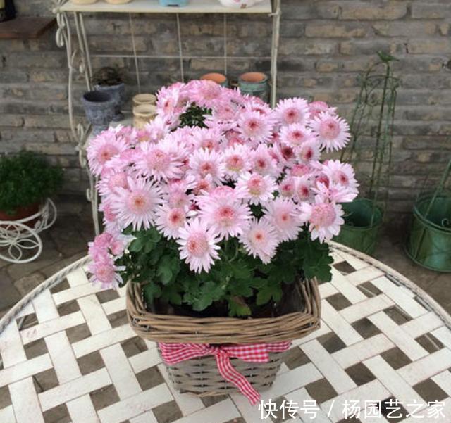 入冬|入冬后你的菊花开完了吗?赶紧修剪,不仅促笋芽,而且能扦插