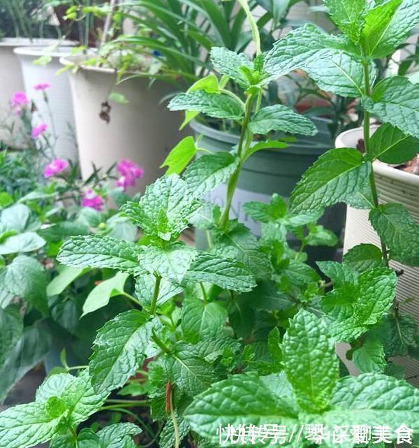 观赏性|喜欢盆栽这3款植物就赚大了，既能观赏又能治病，堪称天然药箱
