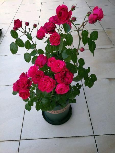 庭院选这几款花，花姿妖娆，花开香飘溢满屋，阳台变温馨花园