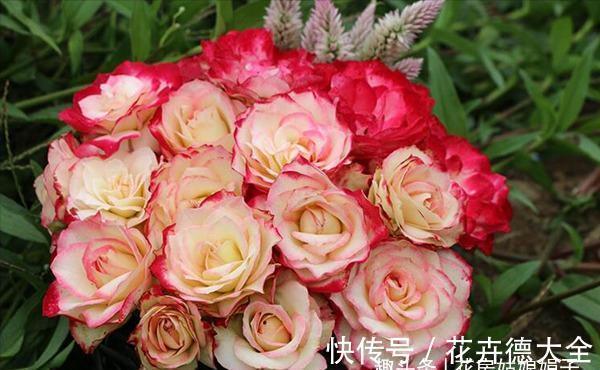 值得入手的6款月季花，花型标准花期长，漂亮又好养，阳台也能种