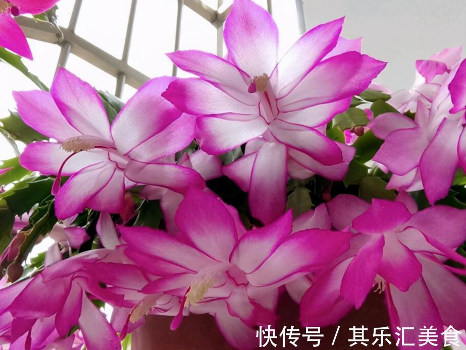 蟹爪兰冬日盆栽,掌握住4个窍门,一茬接一茬开花,又美又多