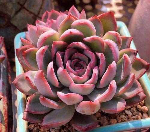 冬天|3种盆栽花卉,冬天也能扦插,摘把叶子丢土里,一盆变多盆!