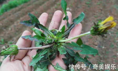 鸡骨草鸡骨草|再多枸杞也抵不过“它”1两,半月后,肾气足了,比同龄人显年轻