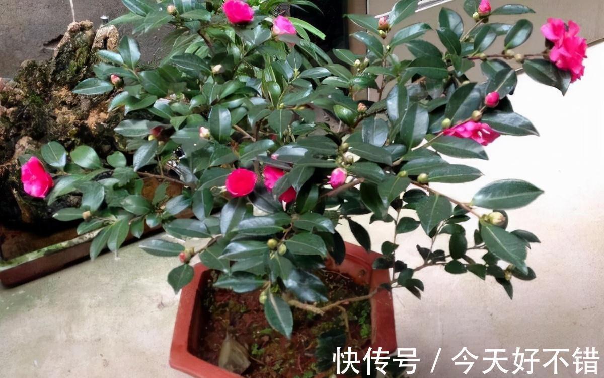 叶片|10种花,空气再干也别“喷水”,容易黄叶“掉花苞”