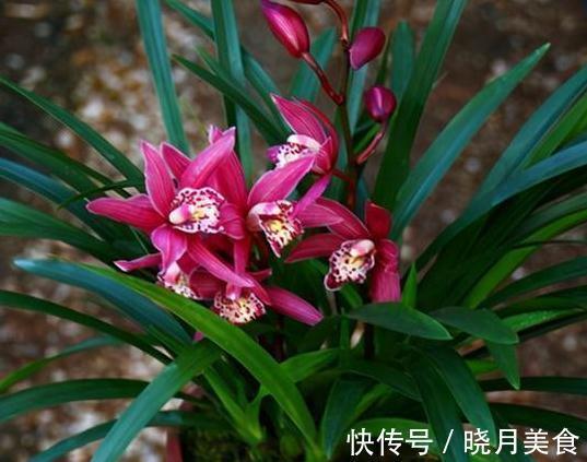 此兰被誉为香花之王,建兰极品红素,兰香浓郁醇正,好养易活