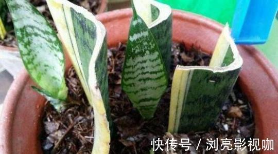 移栽|繁殖虎皮兰，用这“2种方法”扦插，20天冒白根，一盆养出好几盆