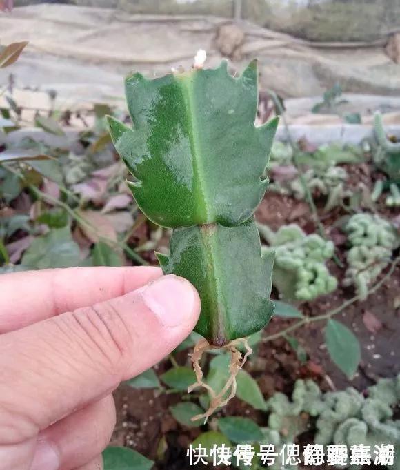 梳子|蟹爪兰插在梳子上,一次50片,大白根呼呼冒,爆盆太过瘾