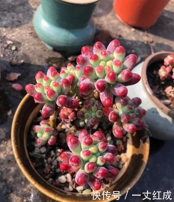 路边的多肉真便宜,1块钱1盆,不要买!买上一堆还不如买1棵