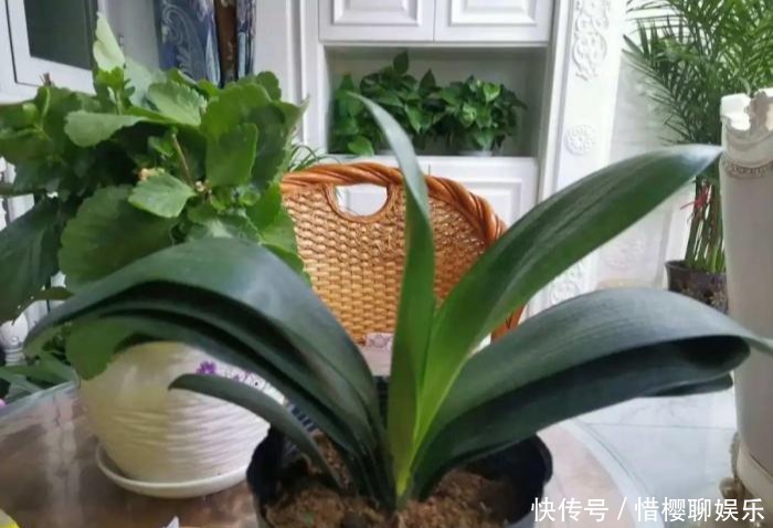 家里有此7种花,少浇水不能晒,天热要休眠早看早知道