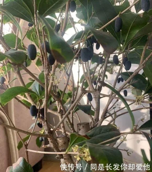 桂花结果子，“活久见”，邻居家养的桂花，结了很多小绿果子