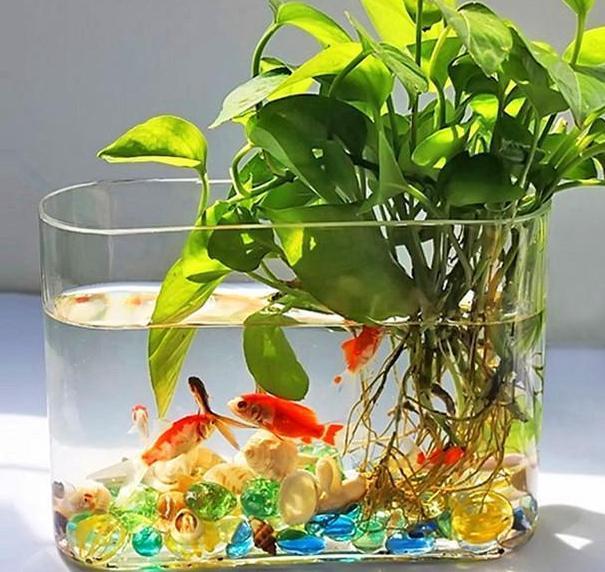 办公室水培绿萝，如何养护到位迎合5点小要求，茎叶四季常青