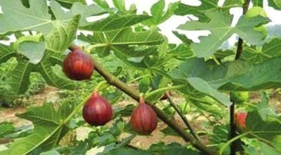 塞药|痔疮最怕这几样食物,每天吃两口,消炎除痔,比“塞药”管用