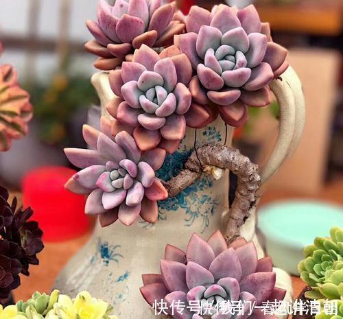 口诀|夏天养多肉，浇水有讲究，掌握“三字”口诀，轻松度夏不黑腐