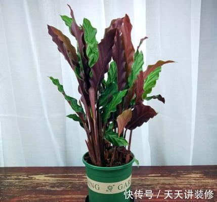 绿萝|13种耐阴花卉,光照不足也能生长旺盛,开花茂密