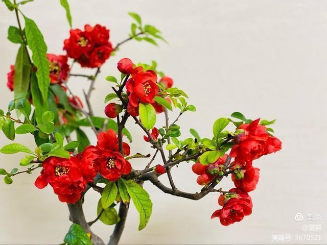 只恐夜深花睡去，故烧高烛照红妆！我与一盆海棠花的故事