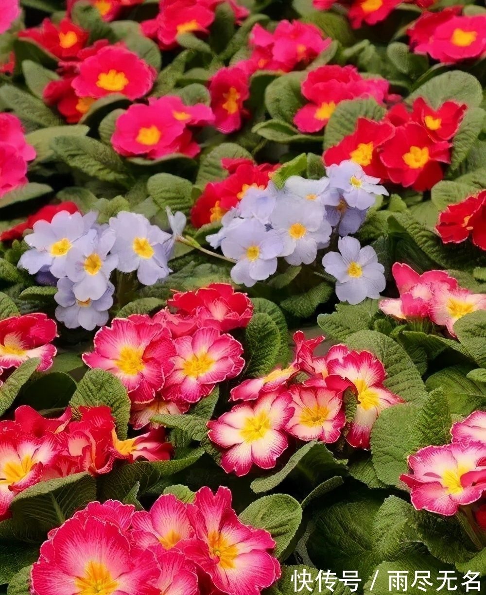 这几种花冬天开爆盆,但一般人家养得不多,现在养正开花,很漂亮