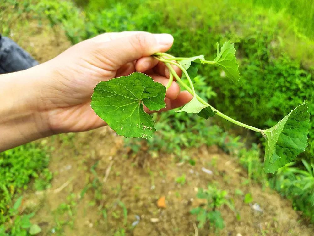 沙拉菜|若在野外遇到,别当杂草,它就是有名的“积雪草”,目前价值很高