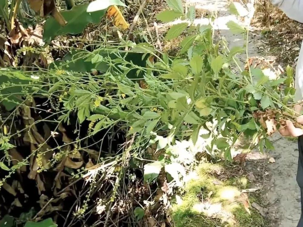 全身|全身有刺,但请珍惜它,既是美味野菜又是药材,市场10元一斤