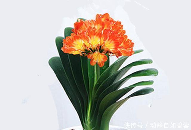 给虎皮兰和君子兰加点零食，比施肥长得好，常年长势茂盛